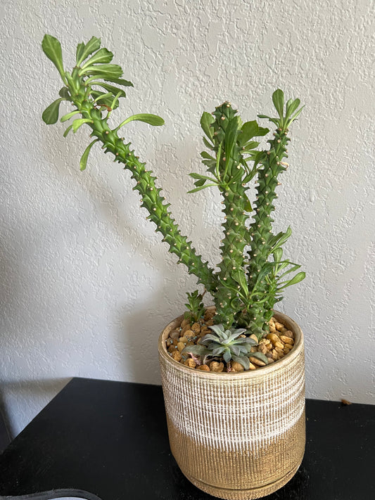 Mixed succulents in gold planter