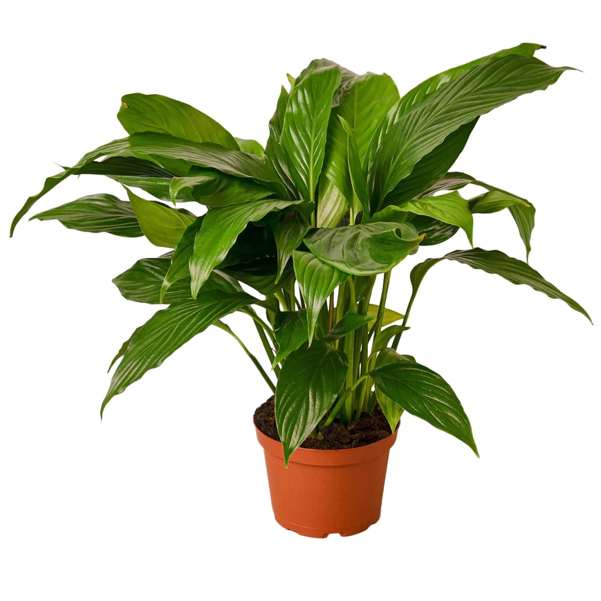 6in Spathiphyllum "Peace Lily"