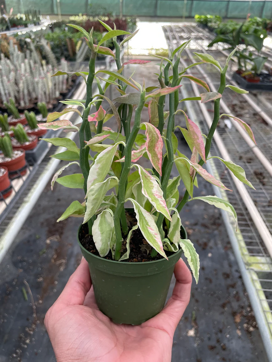 4in Euphorbia Variegated Devil's Backbone