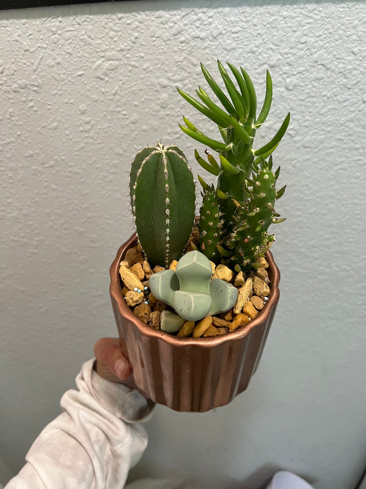 Cacti & succulent arrangement in copper pot