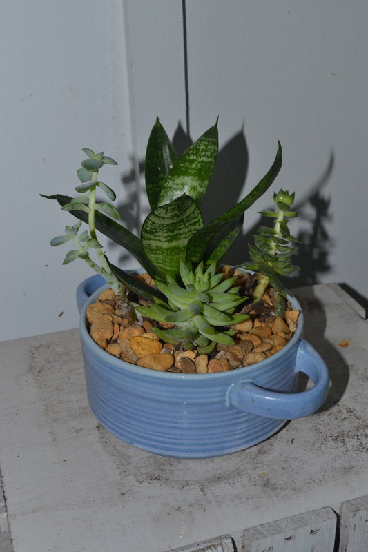 Snake plant & succulents in ceramic bowl