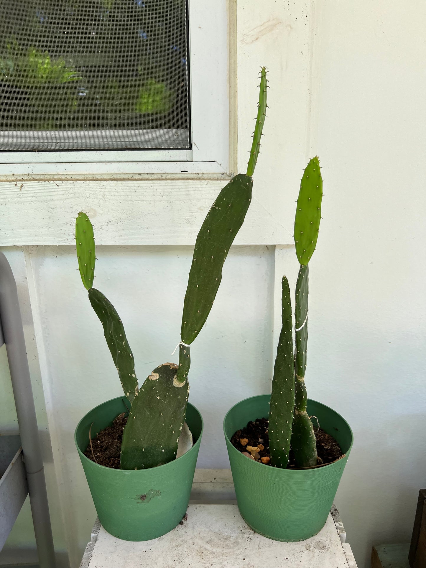 Prickly pear cacti