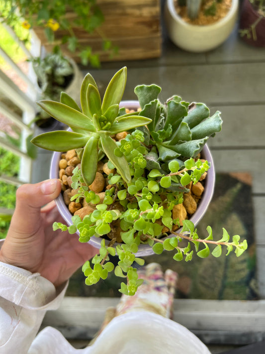 Mixed succulents in purple bowl