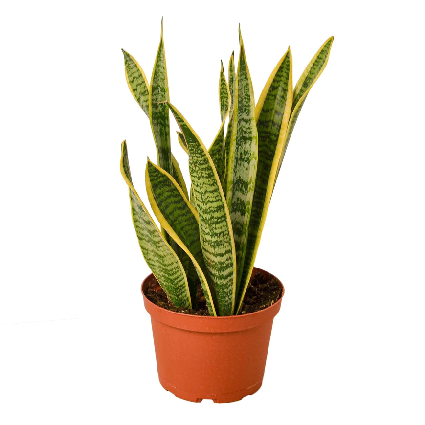 6in Snake Plant "Laurentii"