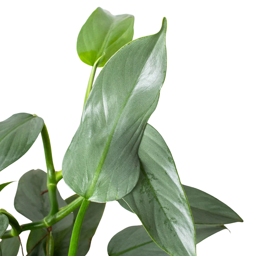 6in Philodendron "Silver Sword"