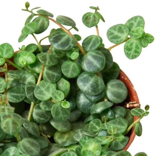 4in Peperomia "String of Turtles"