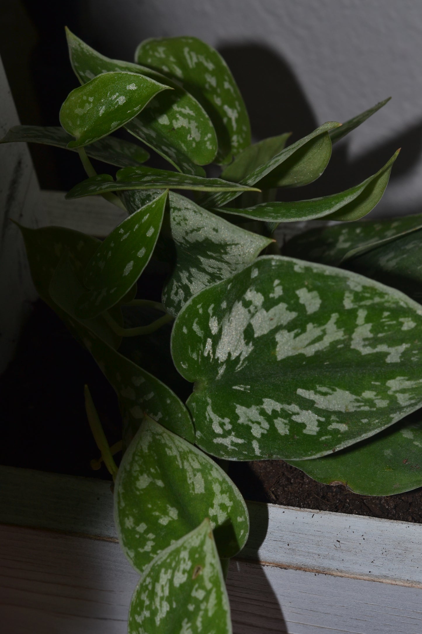 Handmade hanging wooden planter. Satin pothos