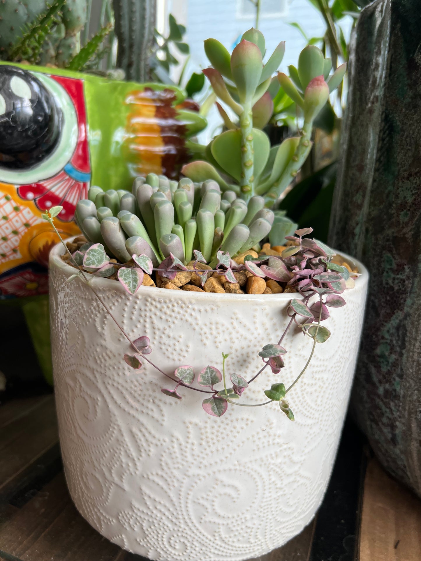 Mixed succulents in white ceramic pot