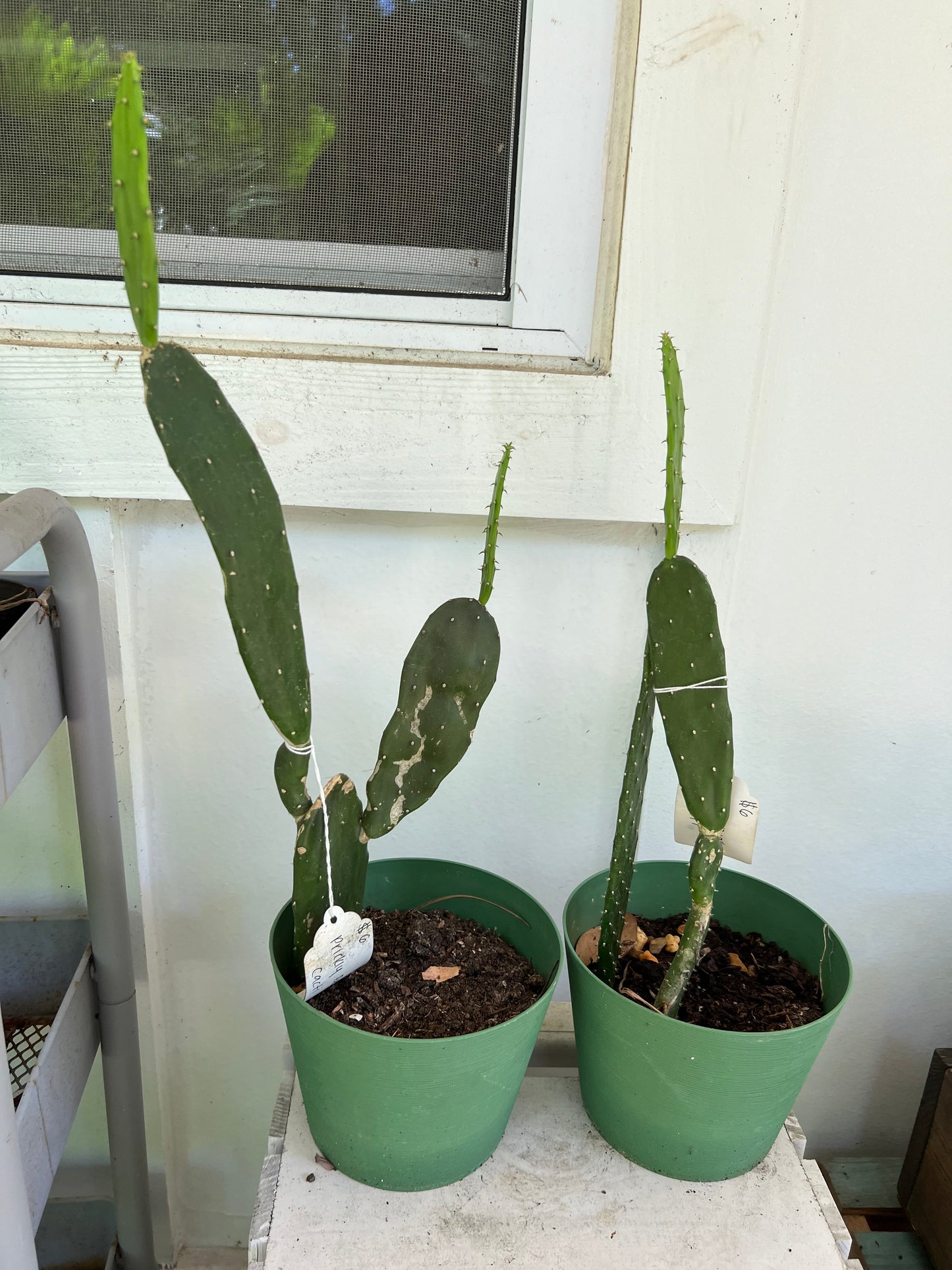 Prickly pear cacti