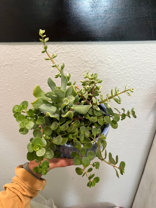 Mixed succulents in blue ceramic pot