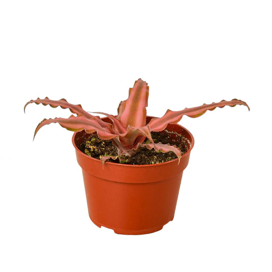 4in Cryptanthus 'Pink Star'