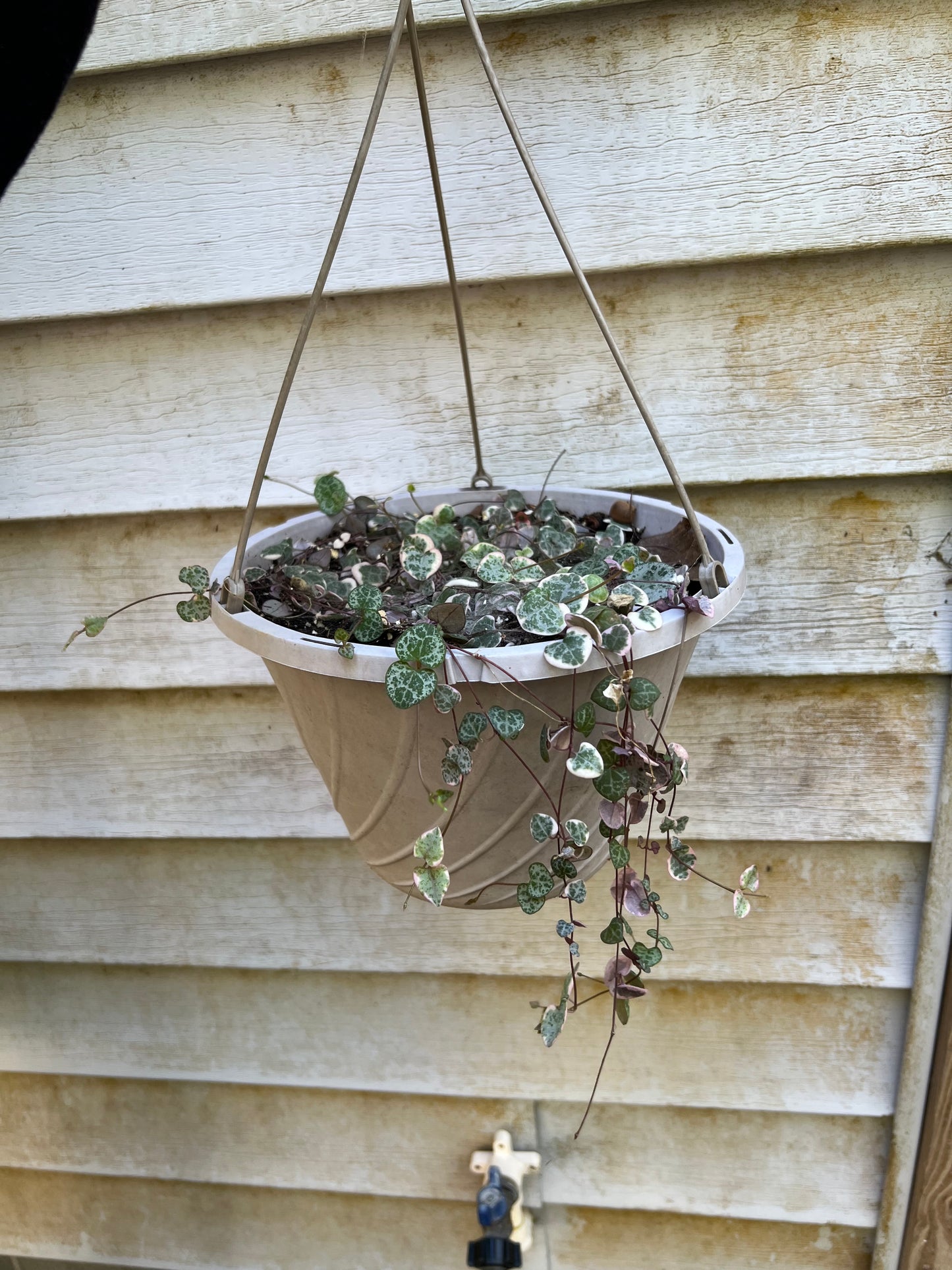 Variegated String of Hearts