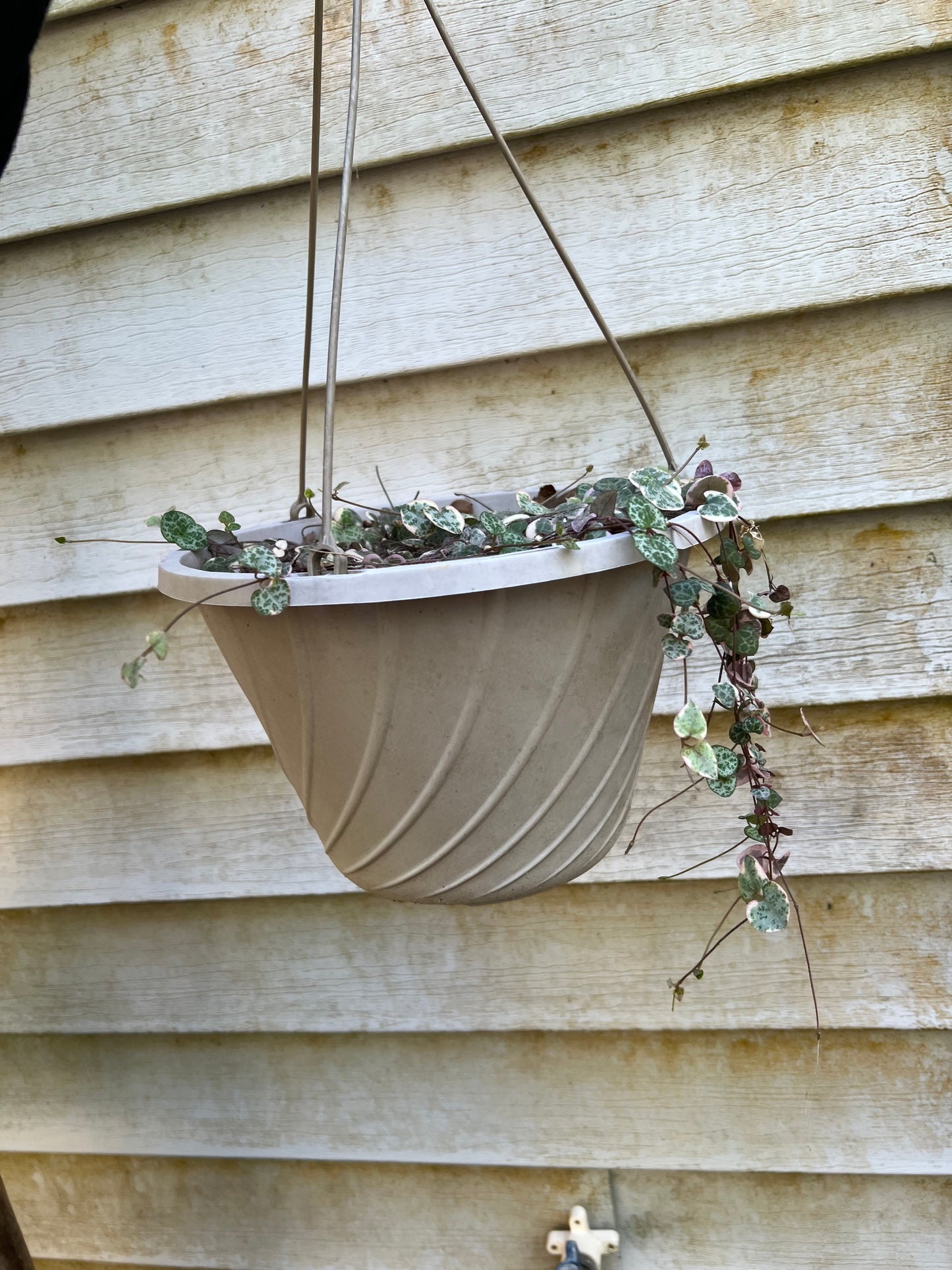 Variegated String of Hearts