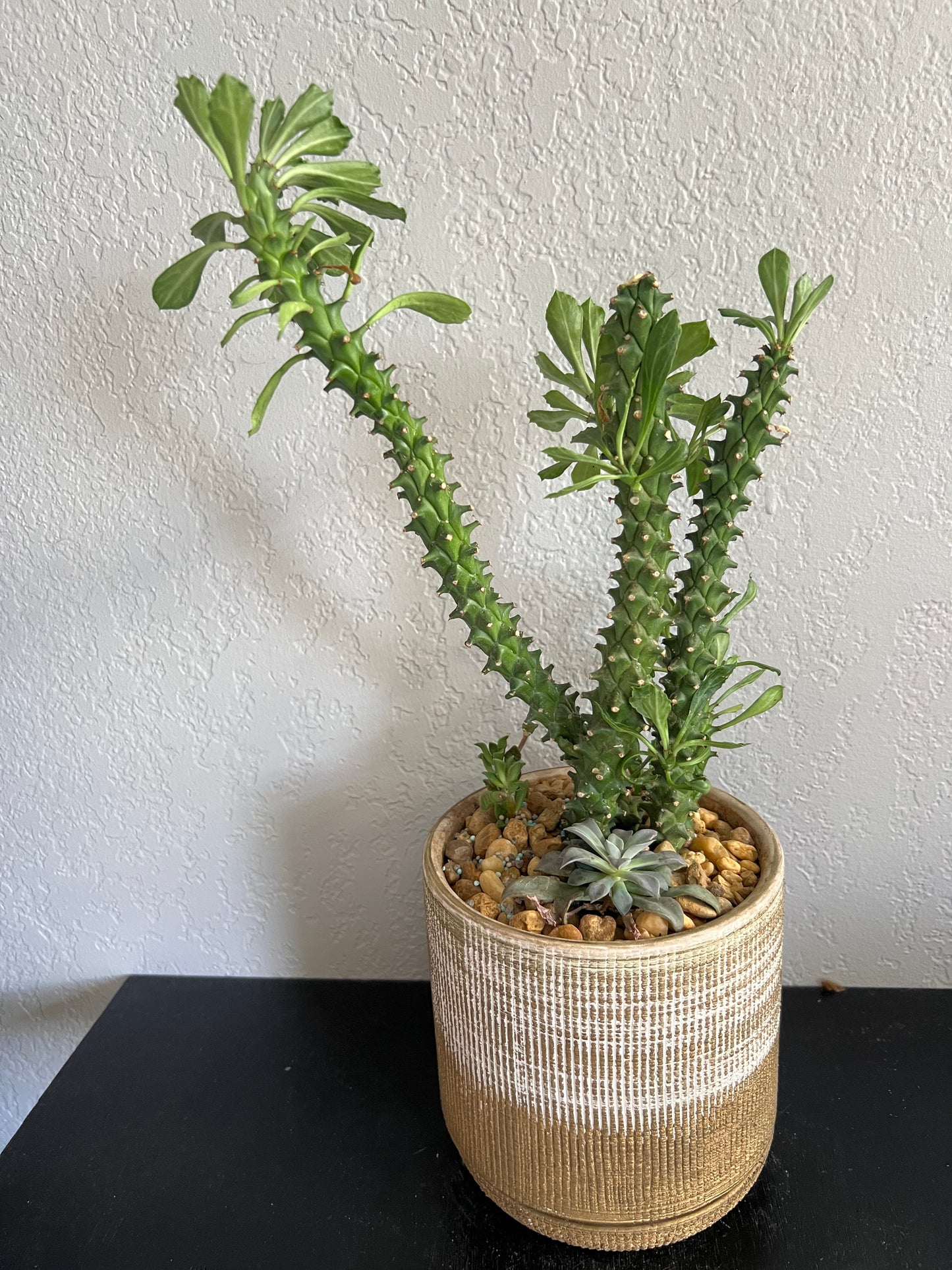 Mixed succulents in gold planter