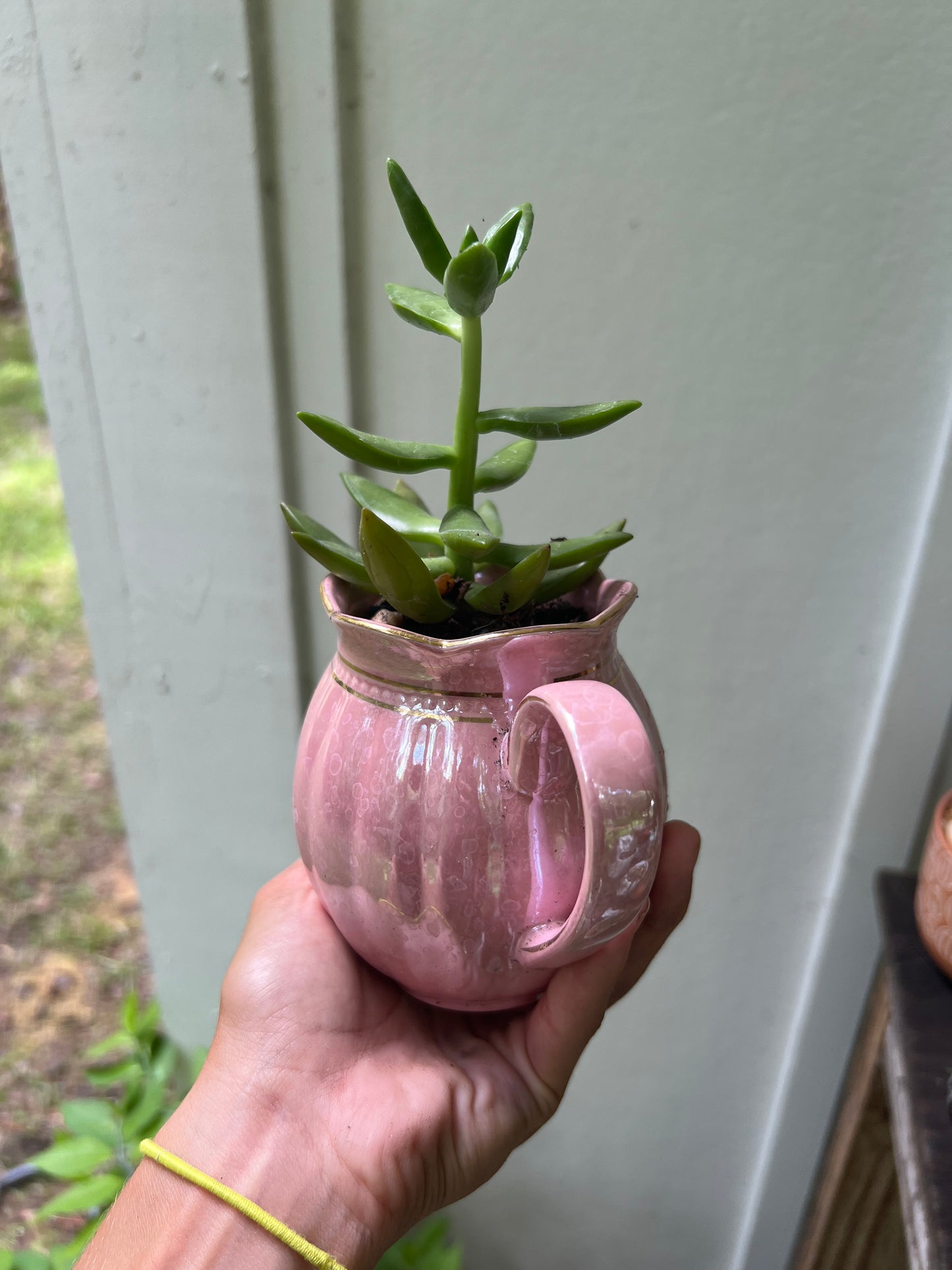 Stonecrop in pink ceramic cup