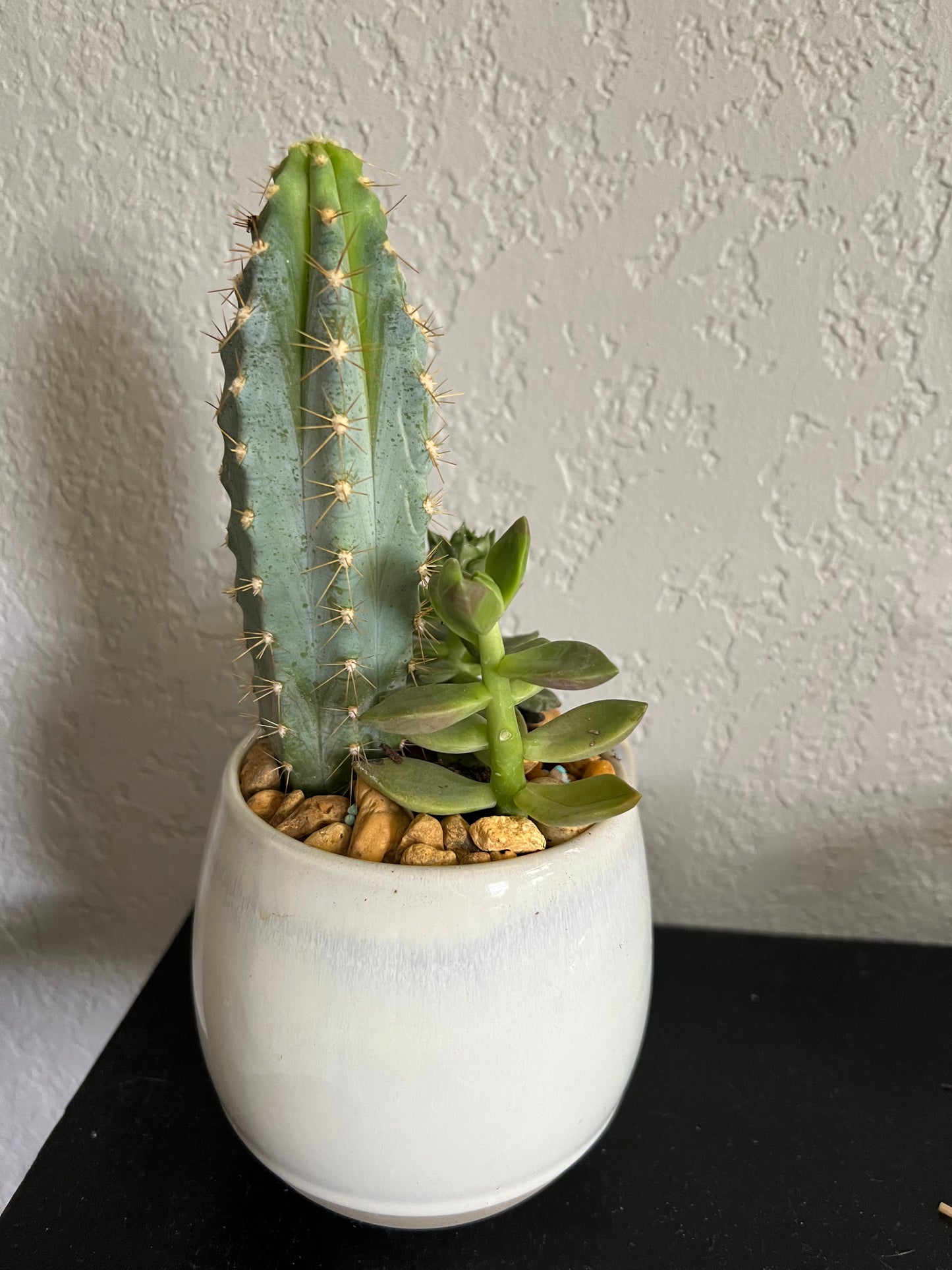 Planted Tea Cup. Mixed Succulents