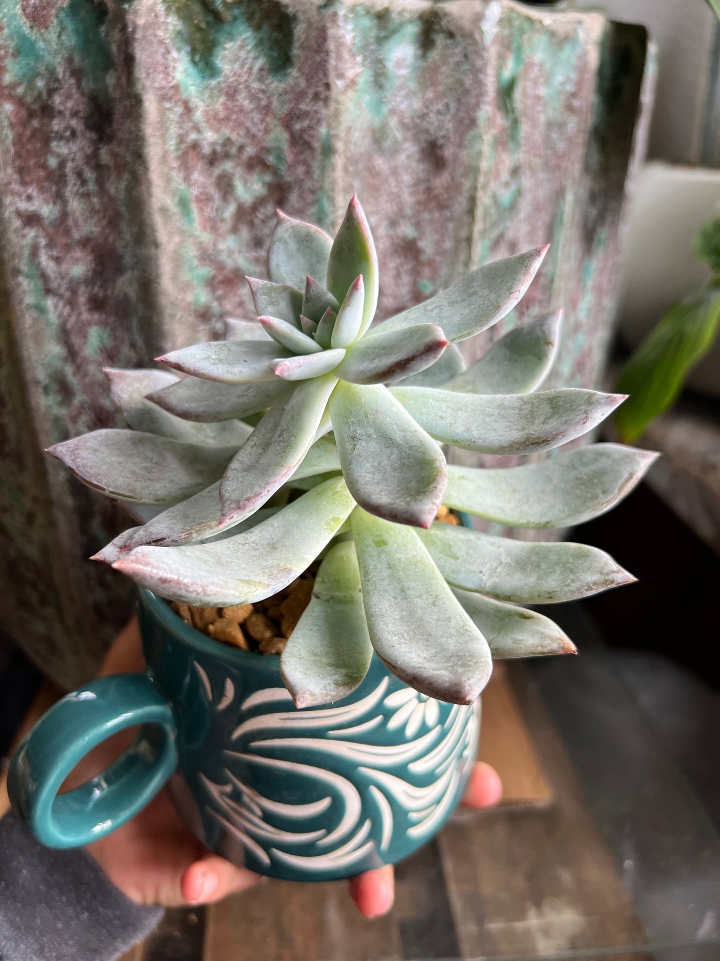 Echeveria Puli-lindsayana & blue bird echeveria