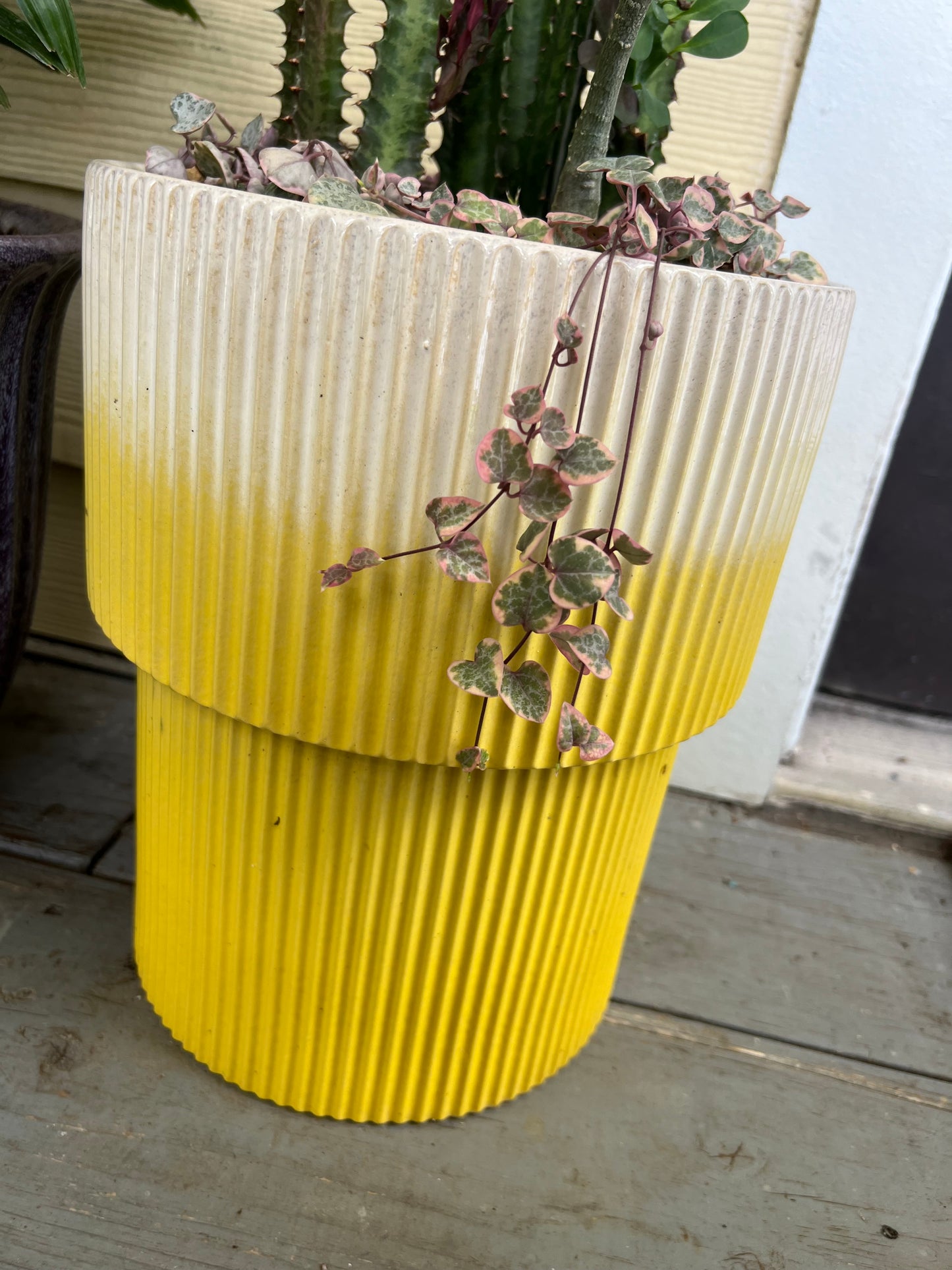 Large euphorbia trigona, double bloom desert rose, and variegated string of hearts