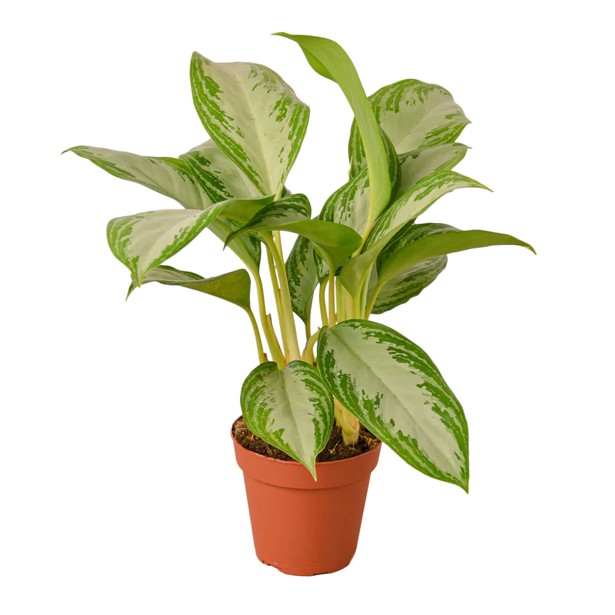 4in Chinese Evergreen "Silver Bay'