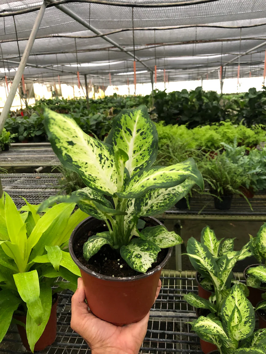 6in Dieffenbachia 'Amy'