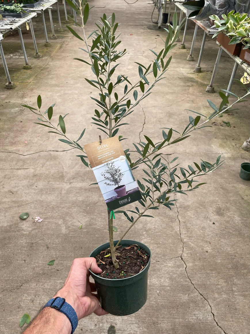 6in Common Olive Tree (Edible)