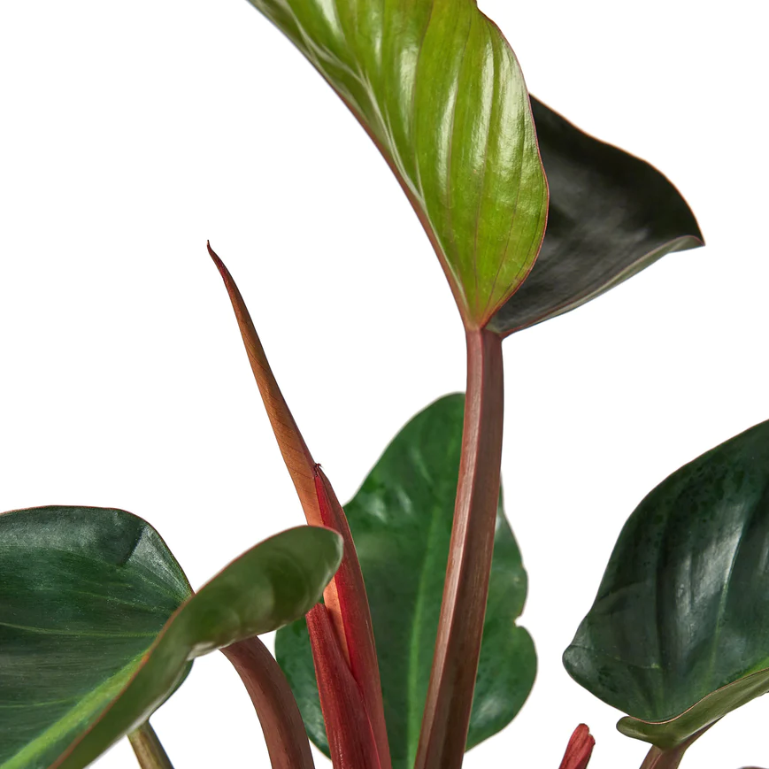 4in Philodendron "Congo Rojo"