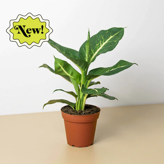 4in Dieffenbachia "Oerstedii"