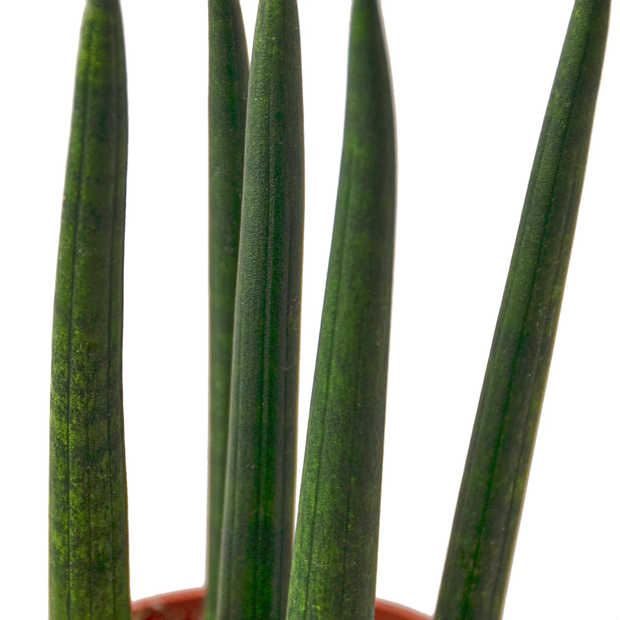 4in Snake Plant "Cylindrica"
