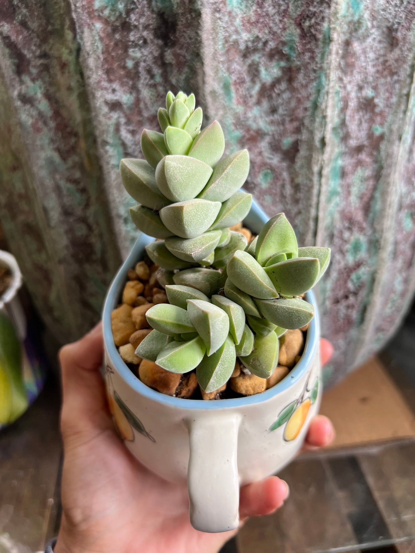 Crassula moonglow