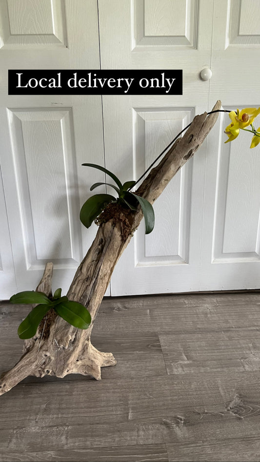 Preserved Driftwood with mounted orchids.