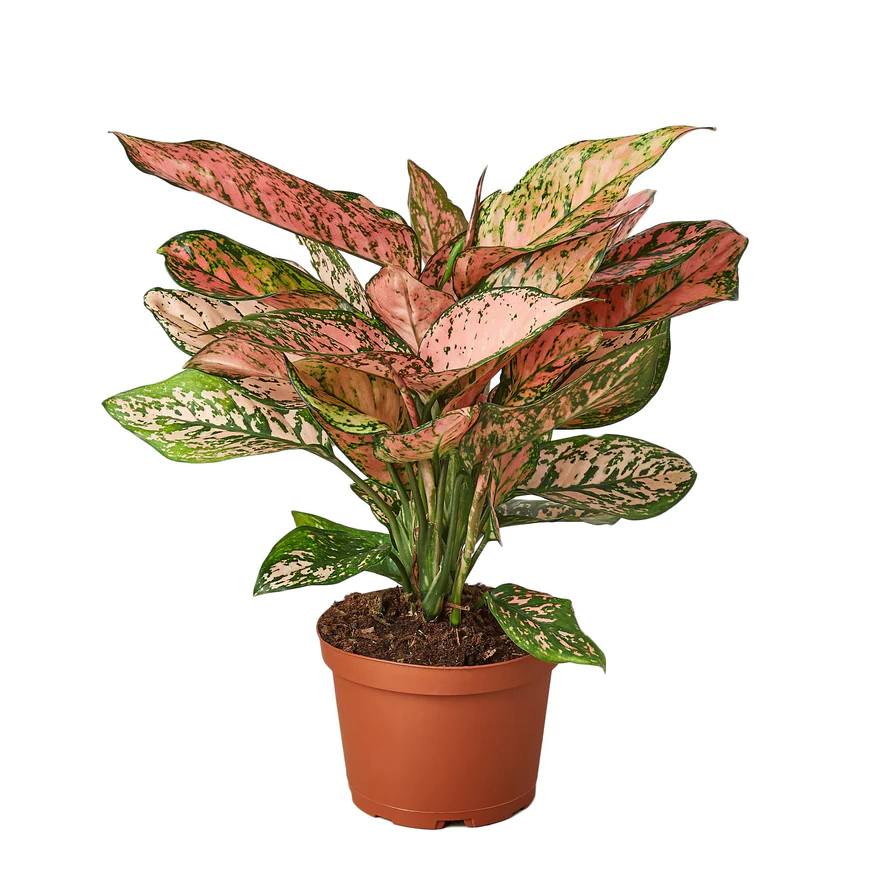 6in Chinese Evergreen "Lady Valentine"