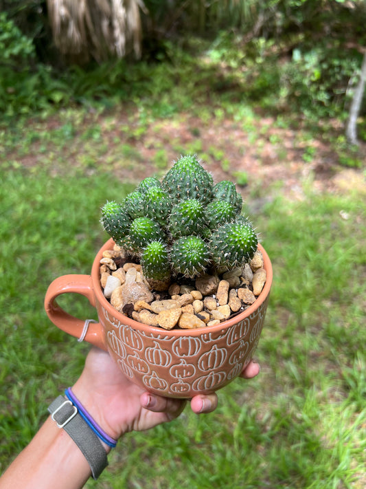 Rebutia minuscula in pumpkin mug