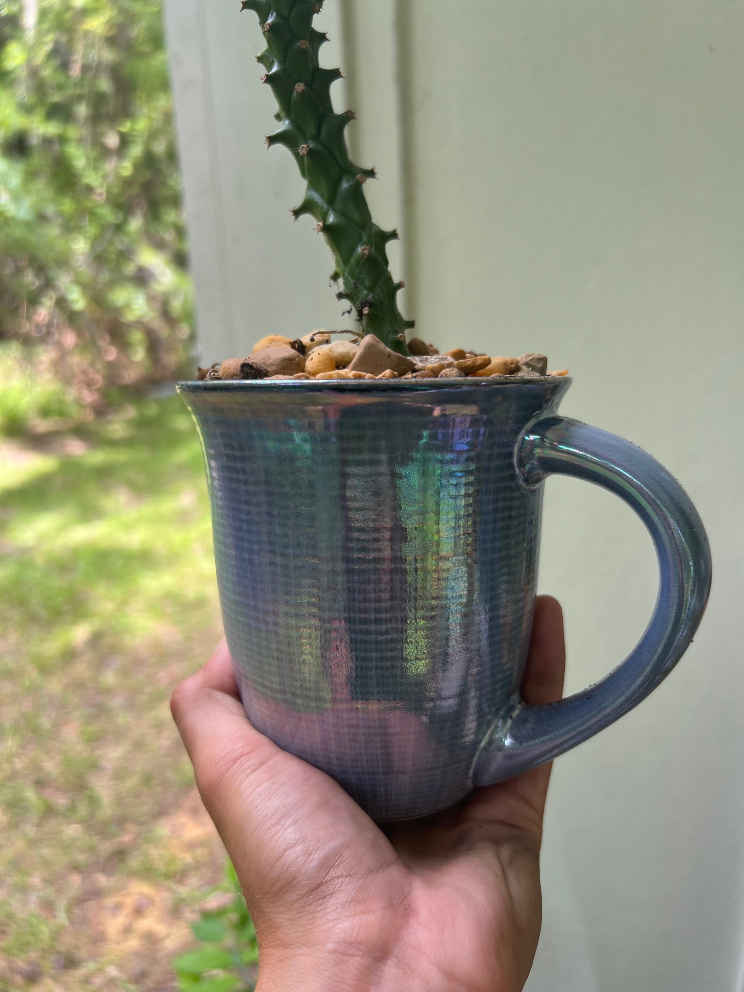 Euphorbia ritcheii in blue ceramic mug