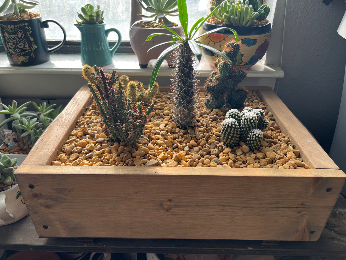 Cacti arrangement in handmade wooden planter box