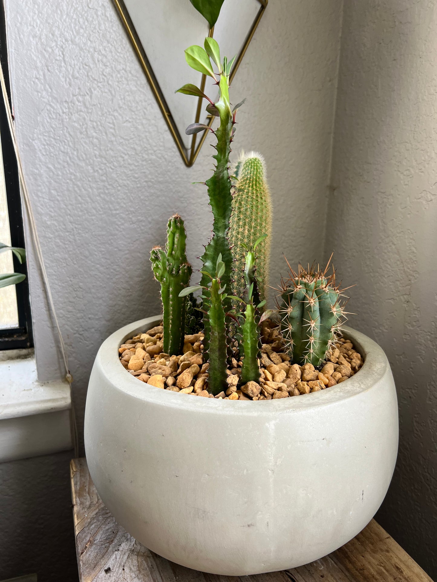 Cacti arrangement in egg planter