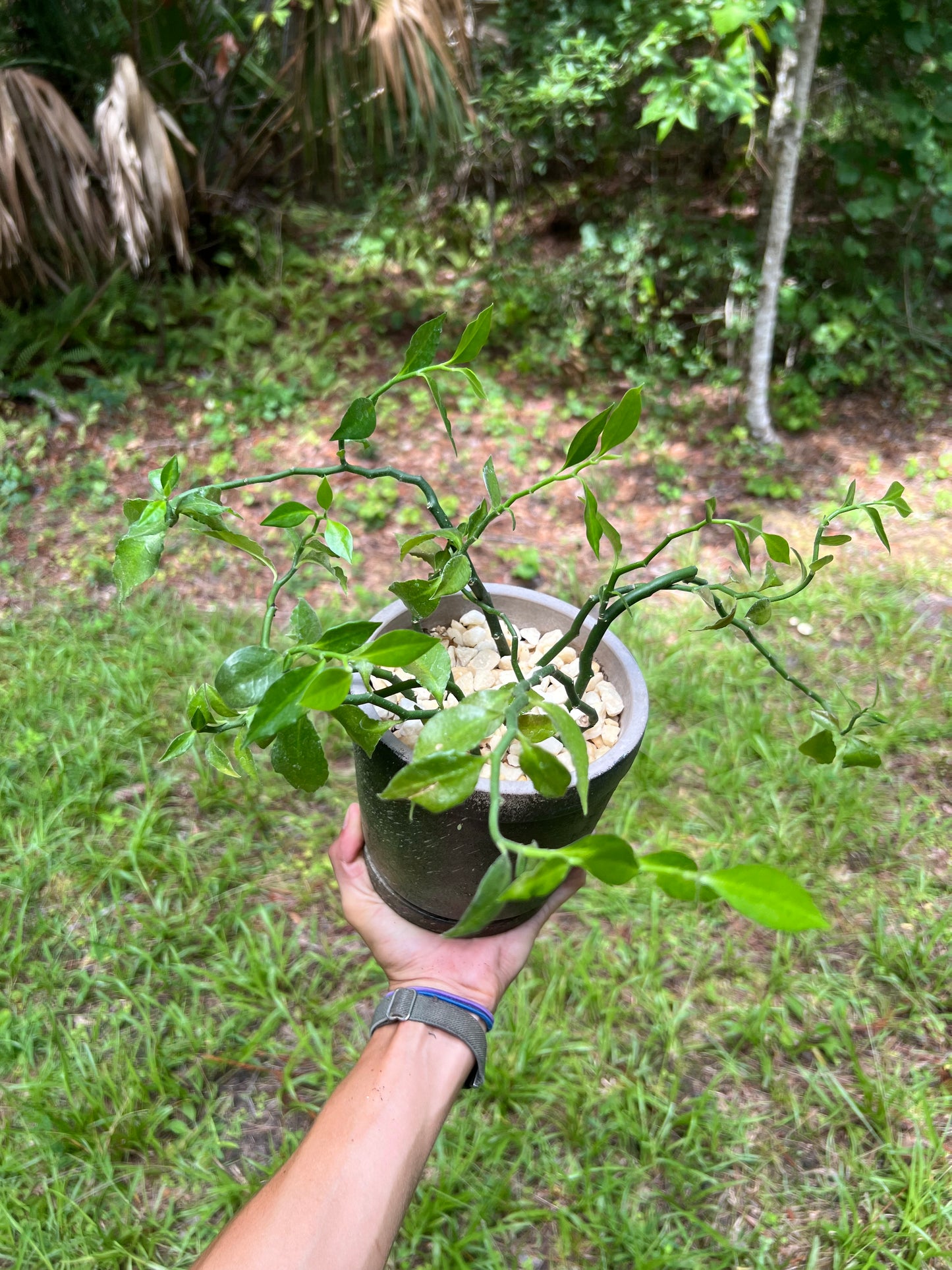 Devil’s backbone in concrete planter