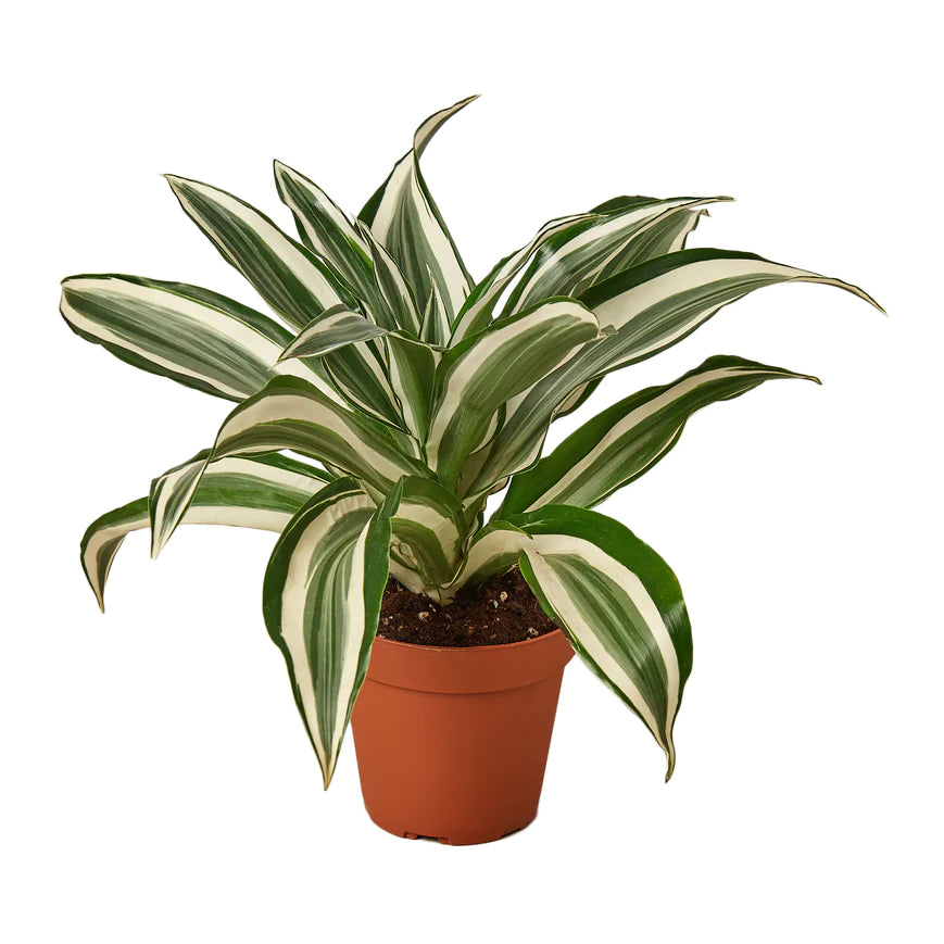 4in Dracaena "White Jewel"