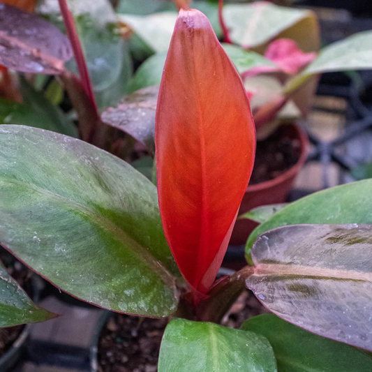4in Philodendron "Sun Red"