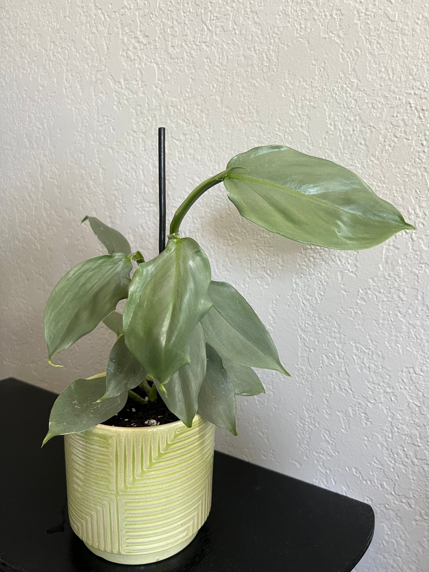 Planted silver sword philodendron