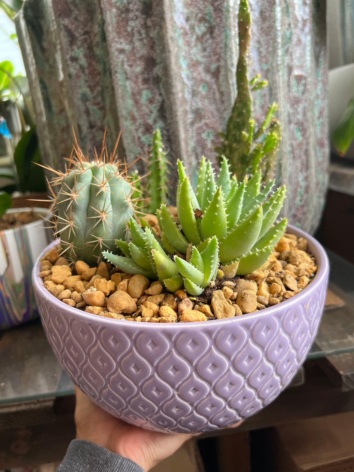 Tooth pick cactus, variegated mini Opuntia, Echinocereus Pentalophus, and Aloe Brevifolia