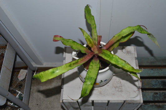 Cryptanthus in ceramic pitcher