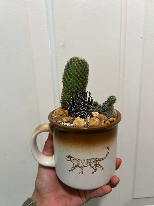 Planted cheetah mug. Flowering cacti & haworthia