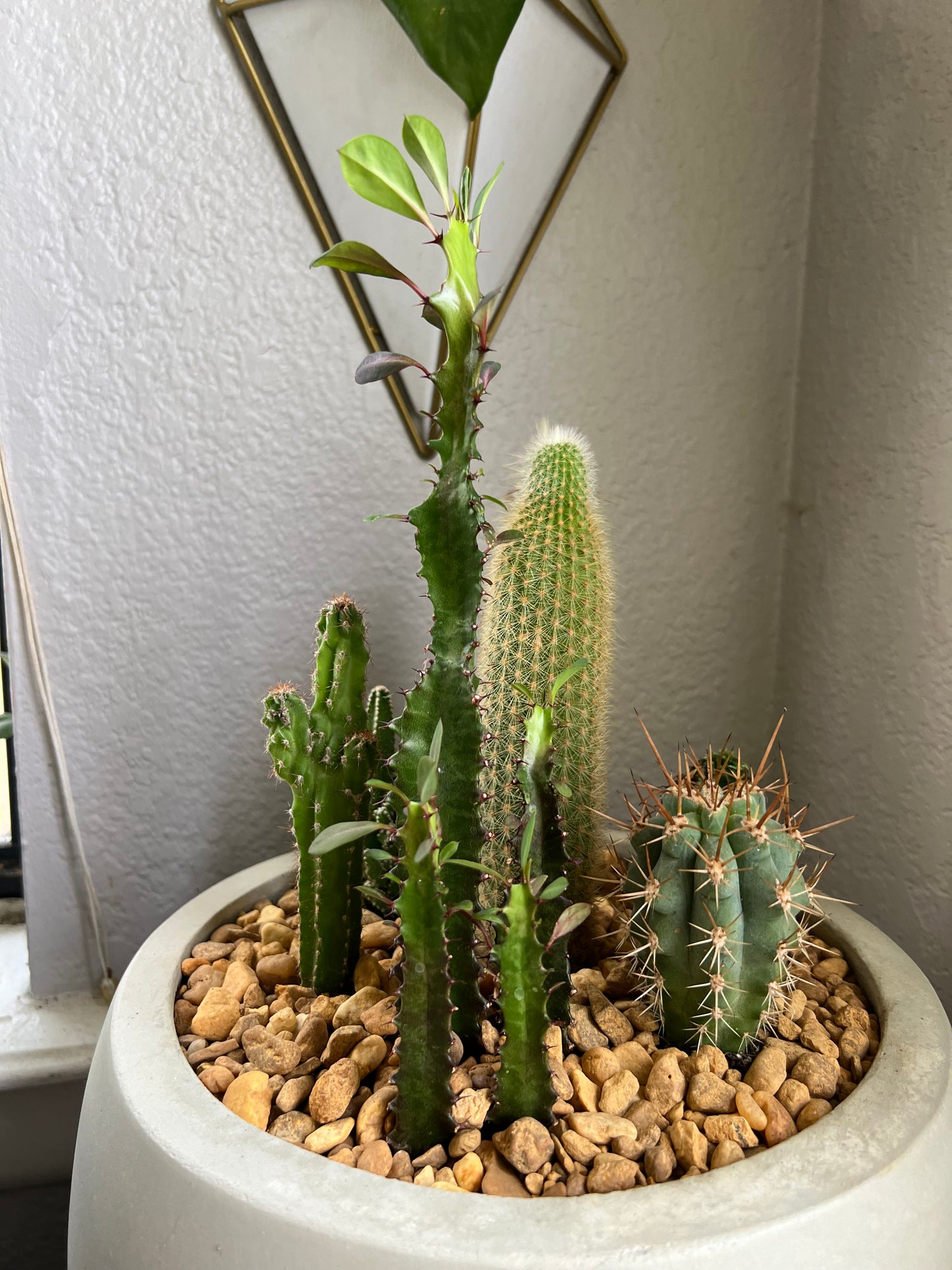 Cacti arrangement in egg planter