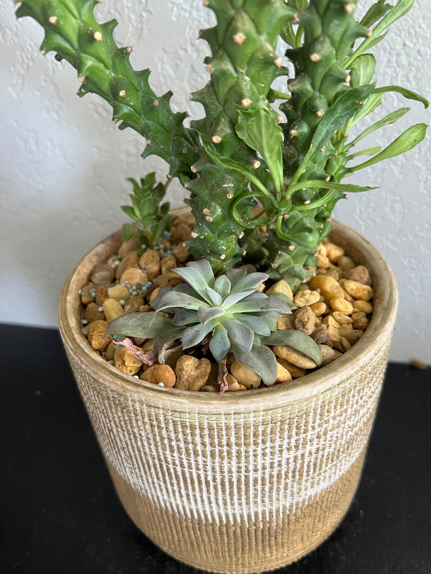 Mixed succulents in gold planter