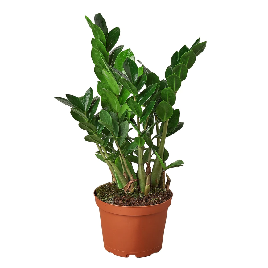 6in Zamioculcas Zamiifolia ZZ Plant