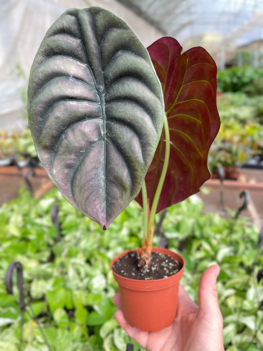 4in Alocasia "Red Secret"