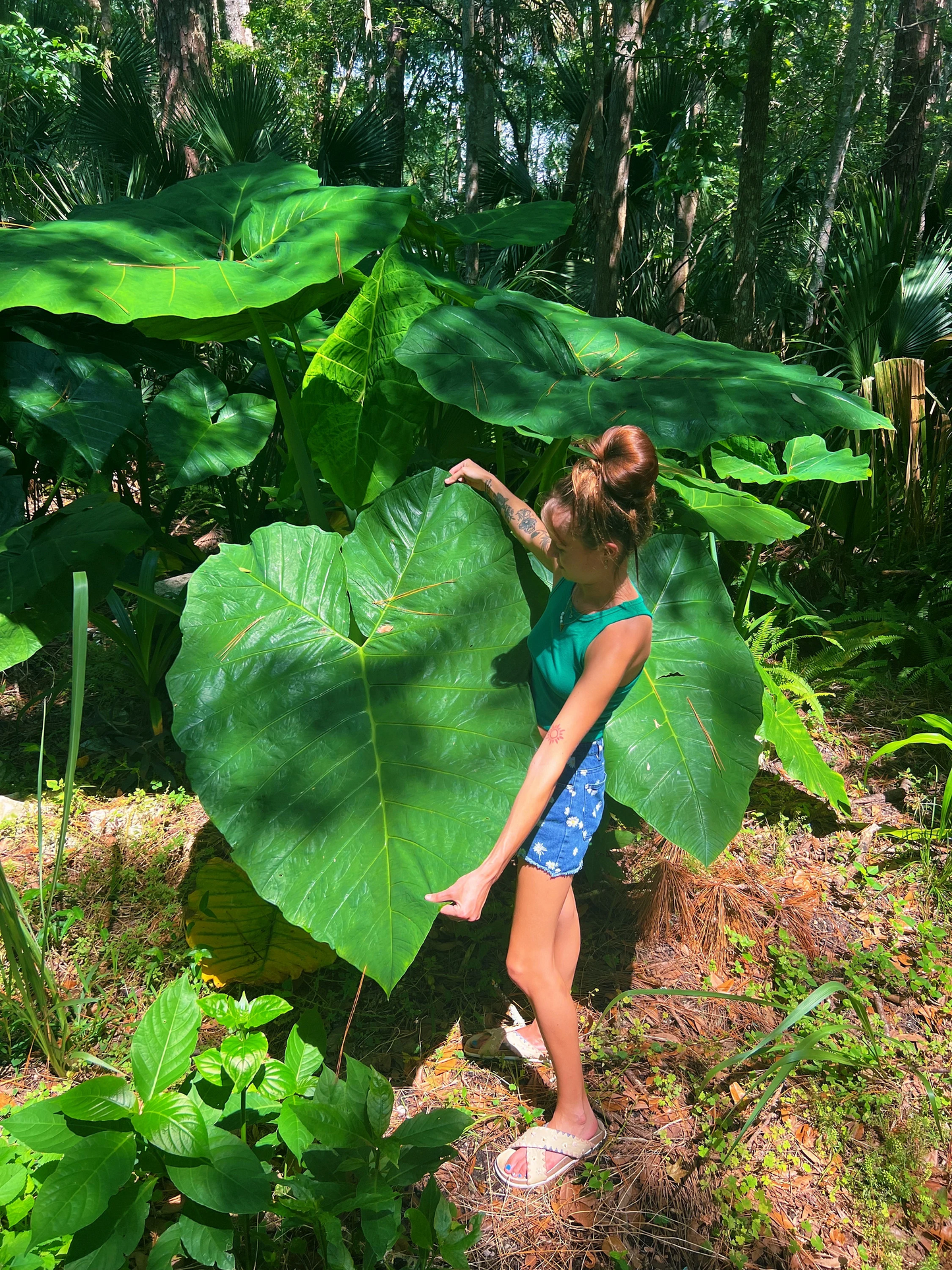 Colocasia Gigantea "Giant Elephant Ears"