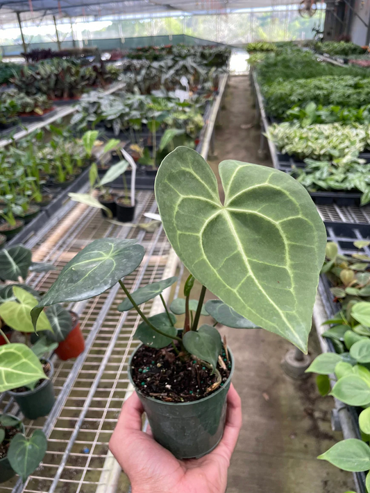 4in Anthurium "Pterodactyl"