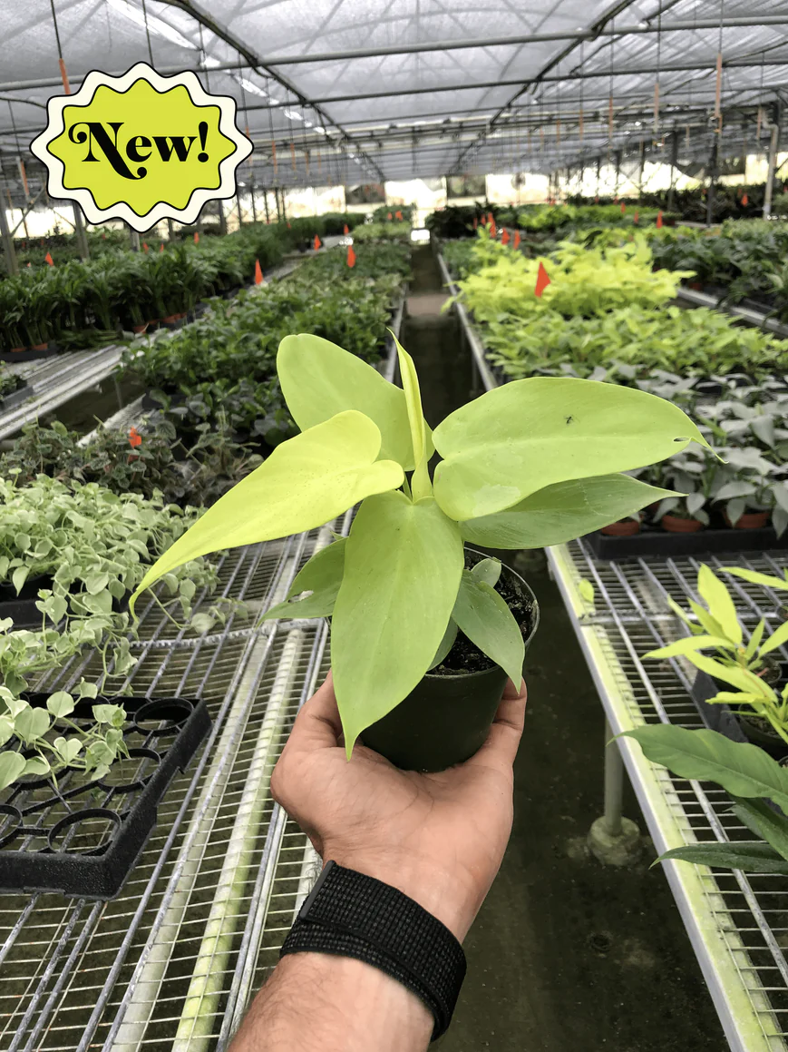 4in Philodendron "Gold Violin"