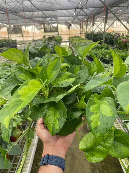 6in Pothos "Global Green"